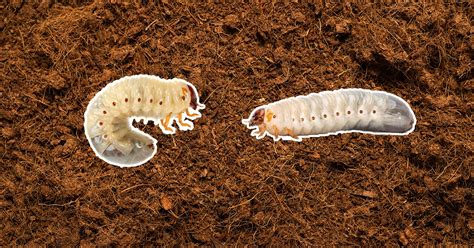 Comparaison entre larve de cétoine et larve de hanneton