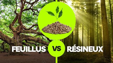 Comparaison des bois résineux et feuillus pour les pellets
