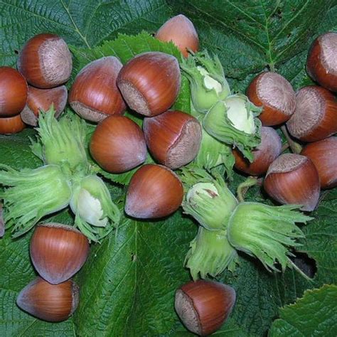 Fruits du noisetier