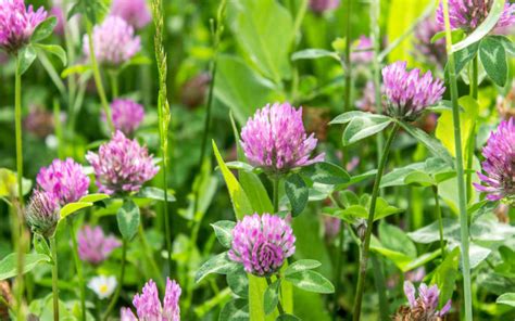 Comparaison visuelle entre trèfle blanc, trèfle rouge et oxalis