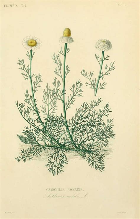 Illustration de la camomille romaine