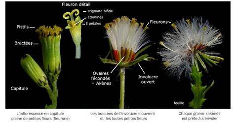 Différentes parties de la camomille romaine : fleur tubulée fanée, fruit à maturité et stolons