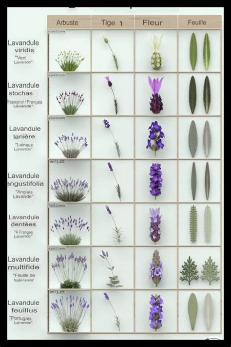 Comparaison visuelle des différentes espèces de camomille