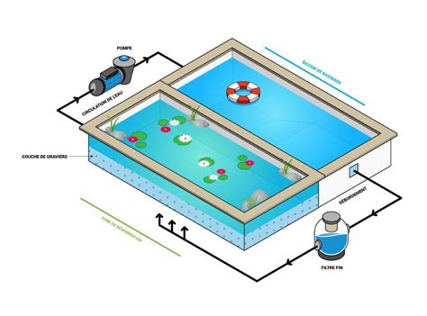 Schéma des différentes zones d'une piscine naturelle avec profondeurs