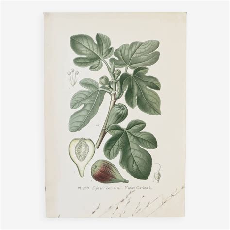 Illustration botanique d'un Figuier Géant de Java