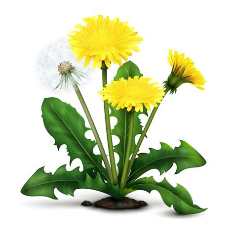 Illustration d'un pissenlit en fleur