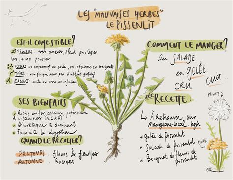 Graphique des nutriments apportés par le pissenlit au sol
