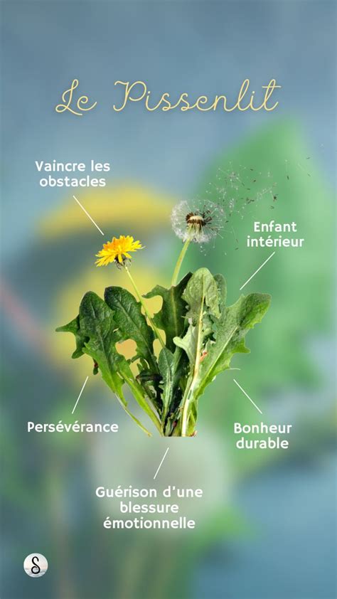 Symbolique du pissenlit en biodynamie