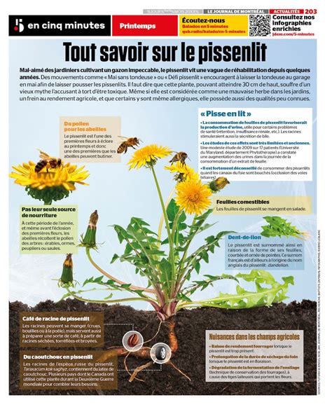 Diversité des usages du pissenlit