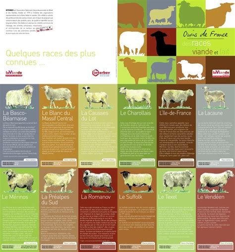 Infographie sur les caractéristiques des races ovines Latxa et Manech