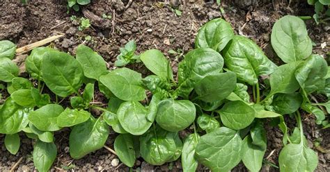 Illustration d'un plant d'épinard sain