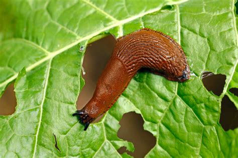 Limace sur une feuille d'épinard