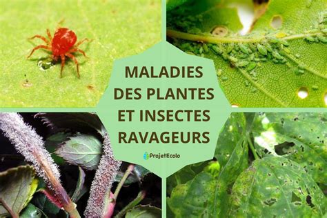 Comparaison entre un épinard attaqué par des ravageurs et un épinard sain