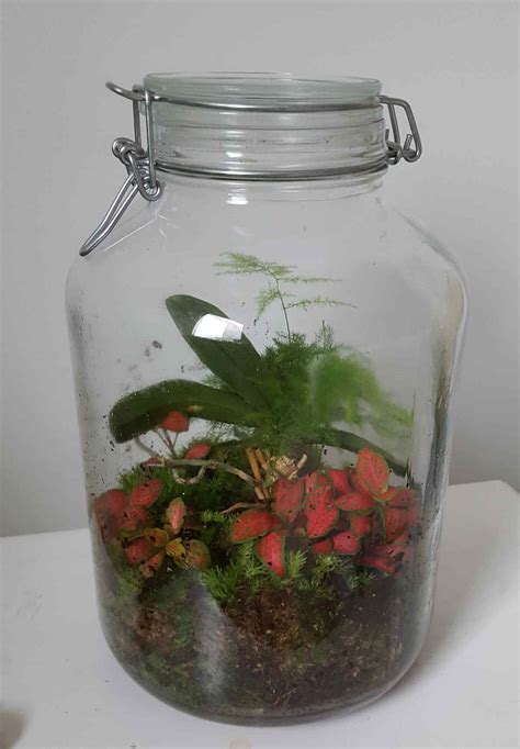 Terrarium bonsaï fermé