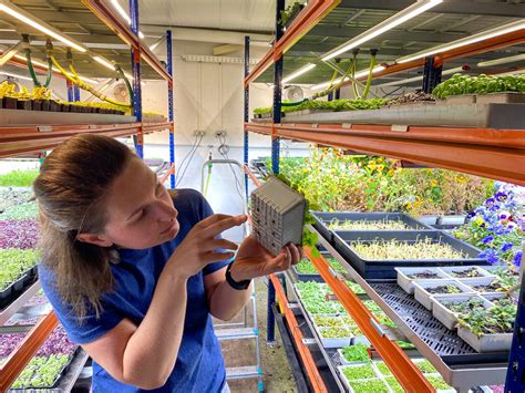 Micro-pousses et champignons cultivés dans une ferme urbaine