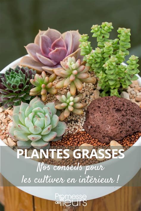 Collection variée de plantes succulentes et grasses en intérieur