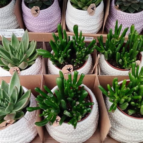 Schéma illustrant l'arrosage correct d'une succulente en pot percé