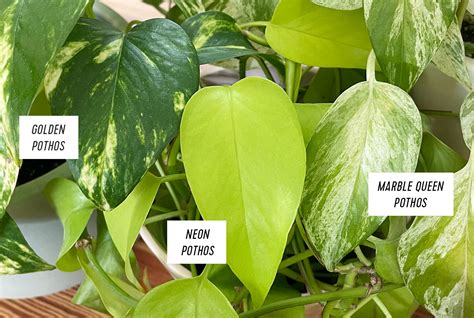 Différentes variétés de feuilles de Pothos : Golden, Neon, Marble Queen