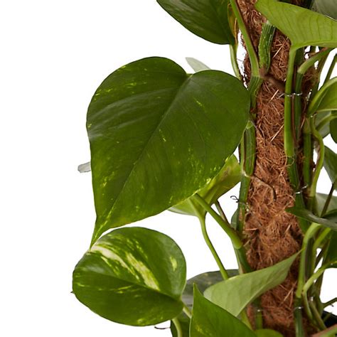 Pothos grimpant sur un tuteur en mousse