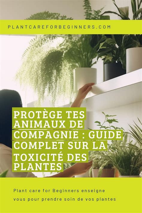 Panneau d'avertissement de toxicité pour les animaux de compagnie près d'une plante de Pothos