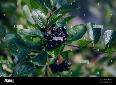 Aronia melanocarpa bush with dark berries