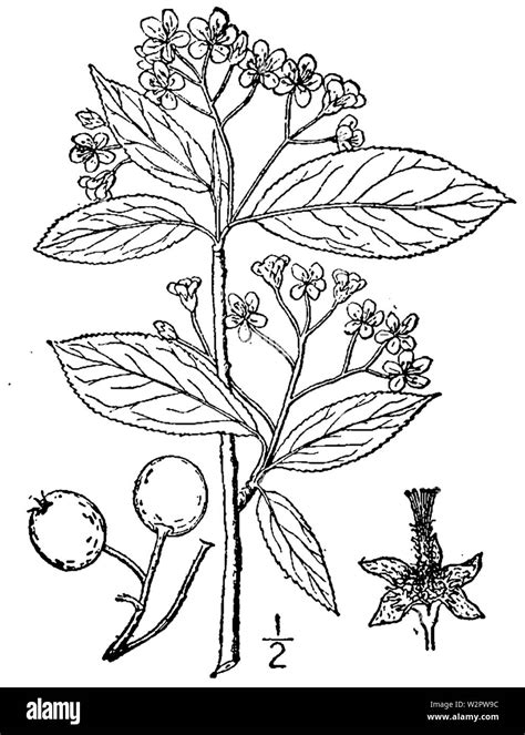 Aronia melanocarpa botanical illustration