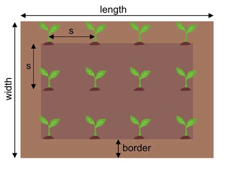 Aronia planting spacing diagram
