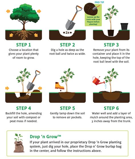 Planting aronia step-by-step