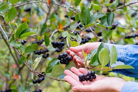 Hand picking aronia berries