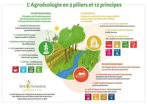 Schéma des piliers de l'agroécologie