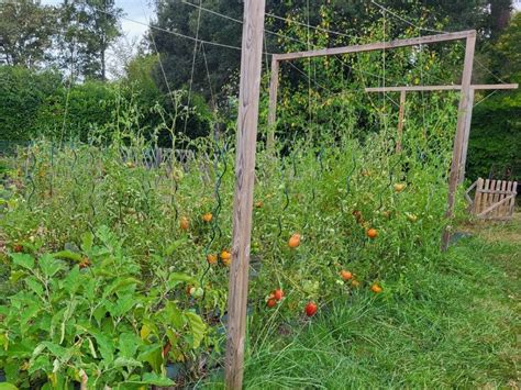 Exemple d'une structure permanente pour le tuteurage des tomates