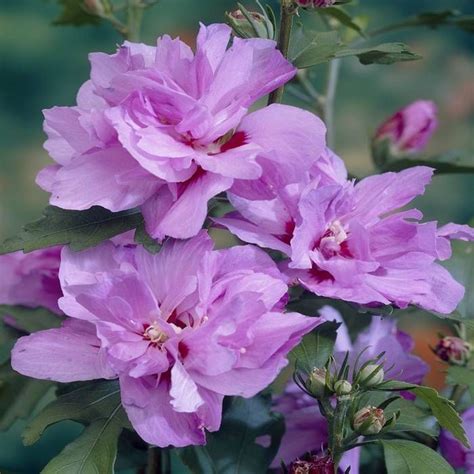 Hibiscus syriacus 'Ardens' en pleine floraison