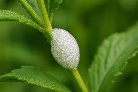 Mousse blanche sur une tige d'hortensia