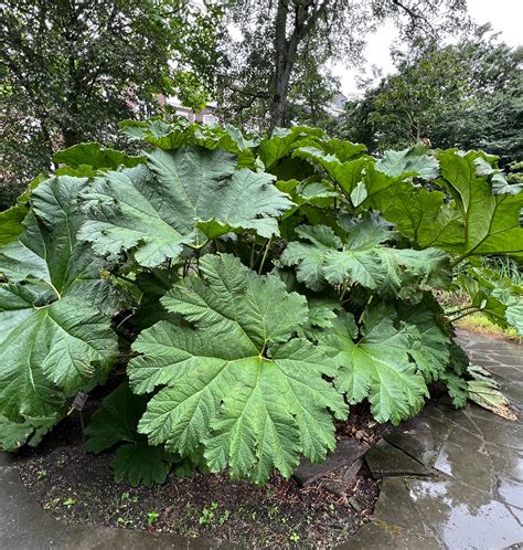 Gunnera manicata en milieu naturel
