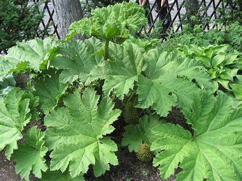 Floraison de Gunnera manicata