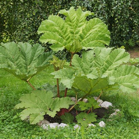 Comparaison entre différentes espèces de Gunnera