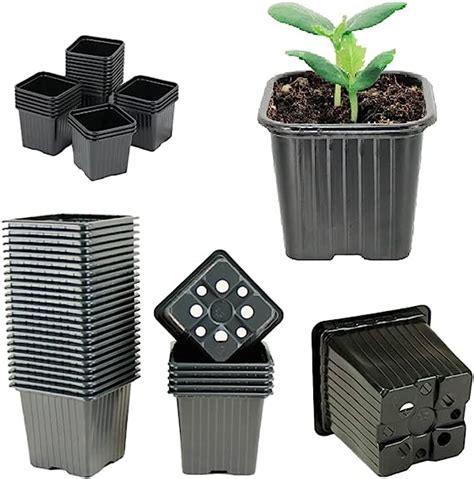 Différents formats de godets et conteneurs pour plants de groseillier