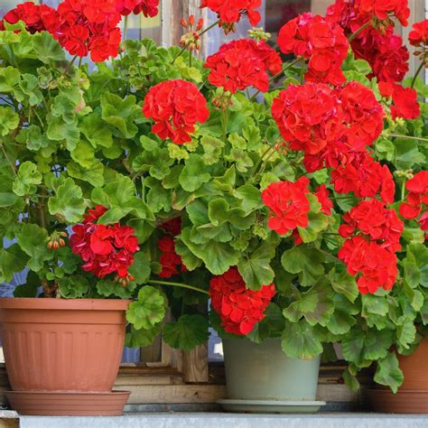 géranium zonale rouge en pot