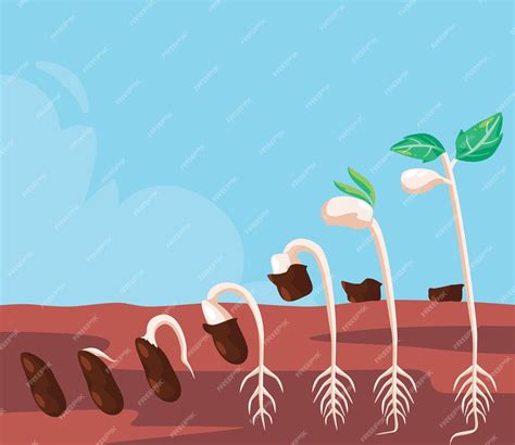 Diagramme illustrant les étapes de croissance du chou, de la graine à la récolte