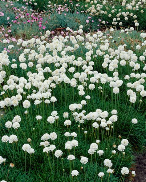 Armeria maritima feuillage dense