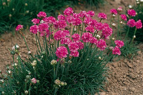 Armeria maritima en rocaille