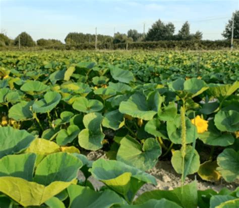 Champ de courges en agriculture biologique