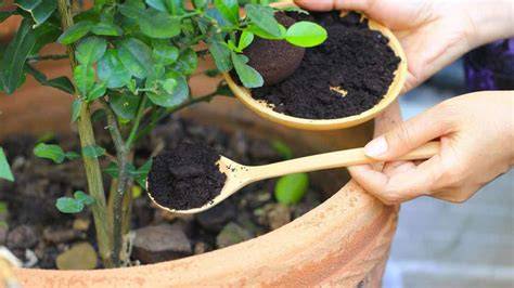 Marc de café dans les mains d'un jardinier