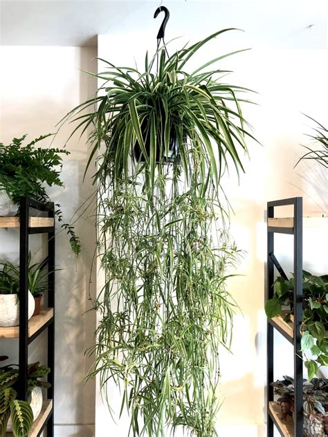 Plante araignée en pot suspendu
