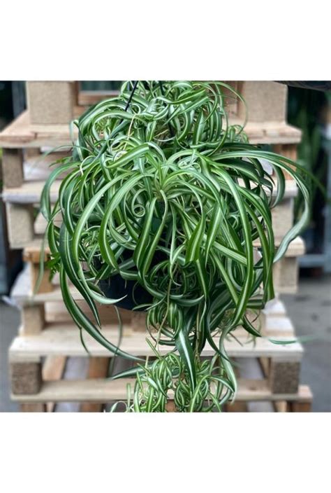 Plante araignée 'Bonnie' avec feuilles bouclées