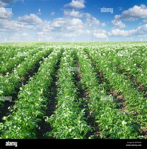 Champ de pommes de terre avec des buttes