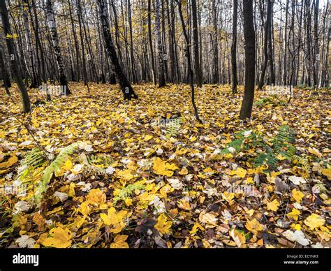Forêt avec feuilles mortes au sol