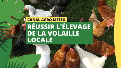 Élevage de volailles en Alsace
