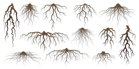 Illustration du système racinaire des plantes fourragères