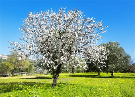 Arbre fruitier en fleurs